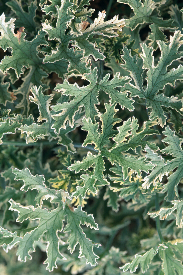 Pelargonium graveolens 'Lady Plymouth' (geranium)