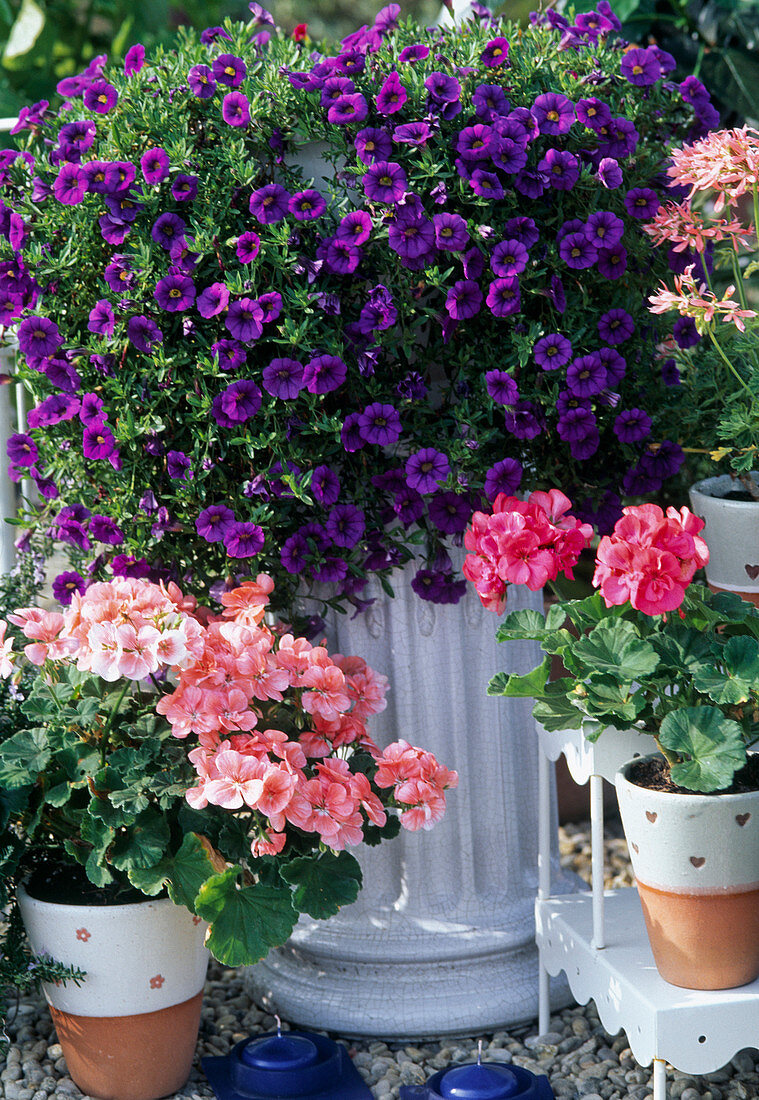 Petunia 'Carillon' Blau