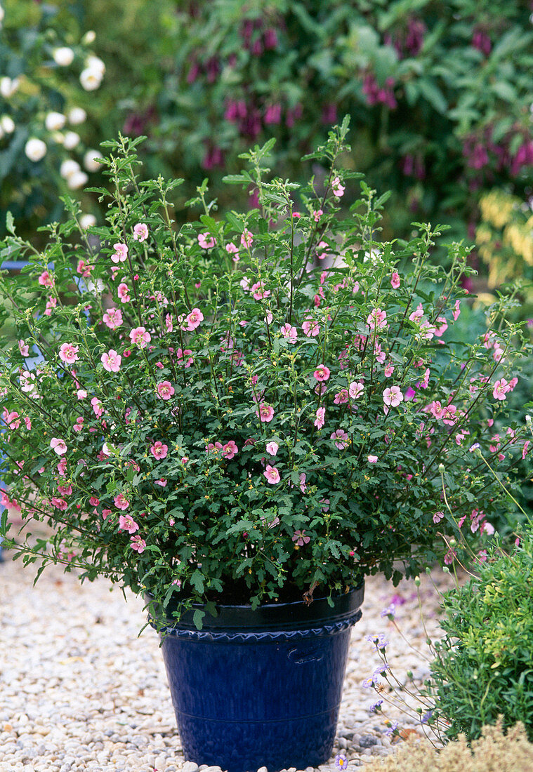 Anisodontea capensis