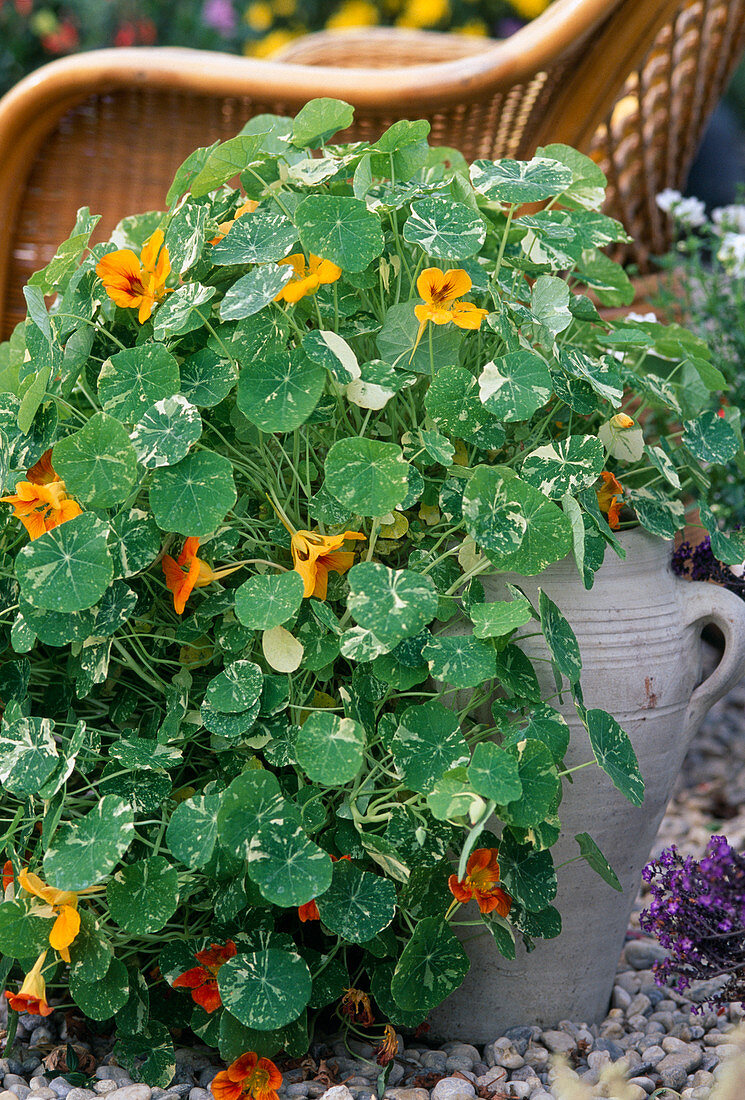 Tropaeolum majus