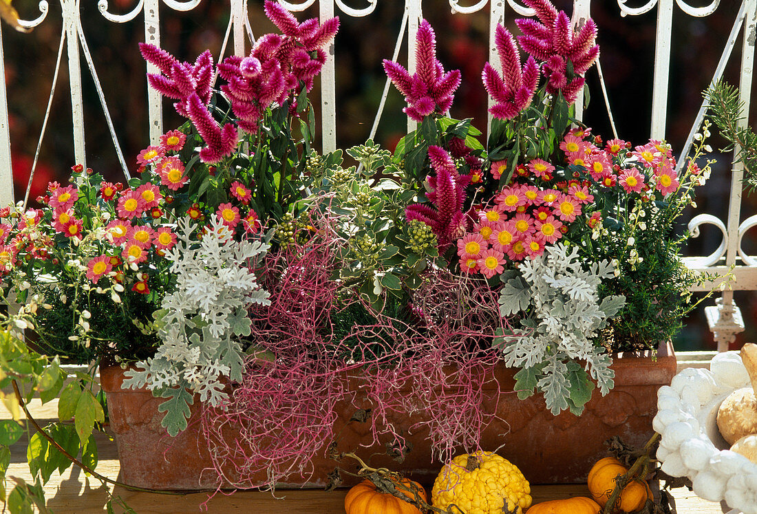 Dendranthema (Herbstchrysantheme), Calocephalus rot Besprüht, Senecio, Ajania