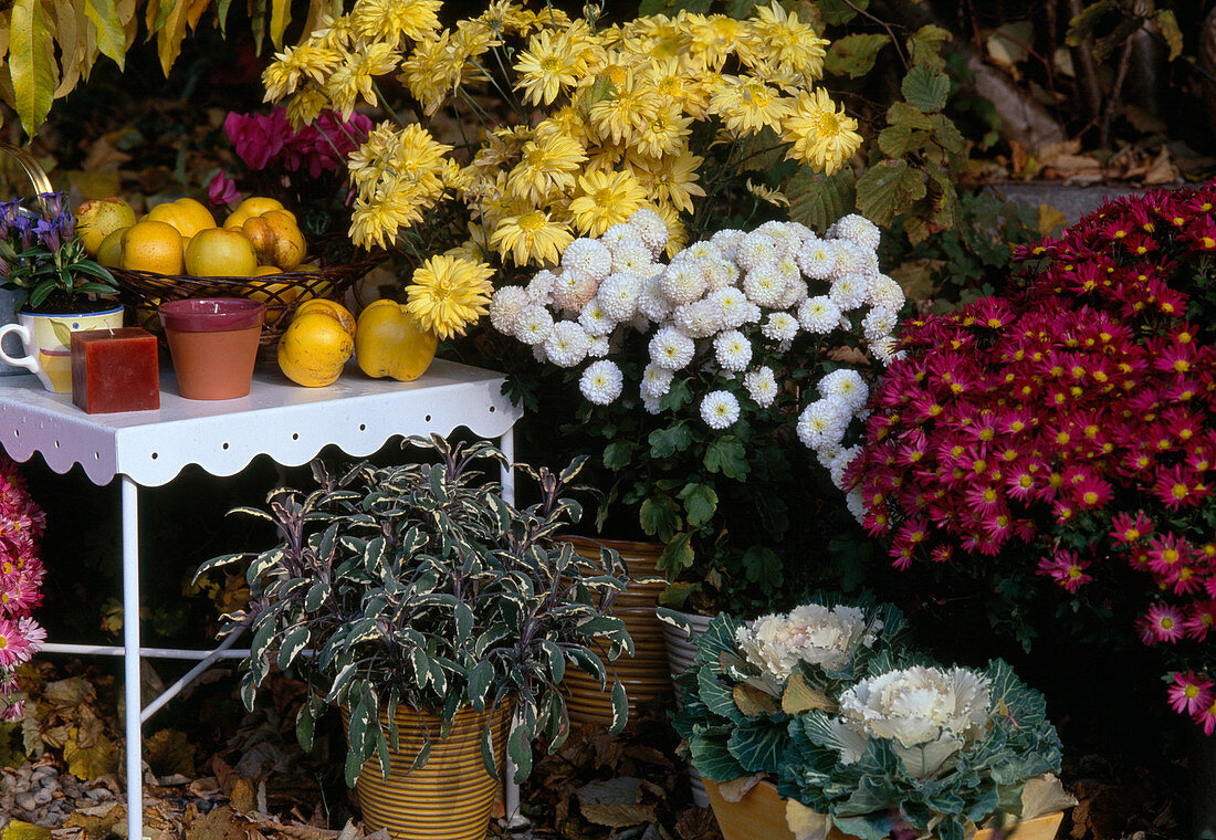 Salvia 'Tricolor', Brassica, Dendranthema indicum (autumn chrysanthemums)