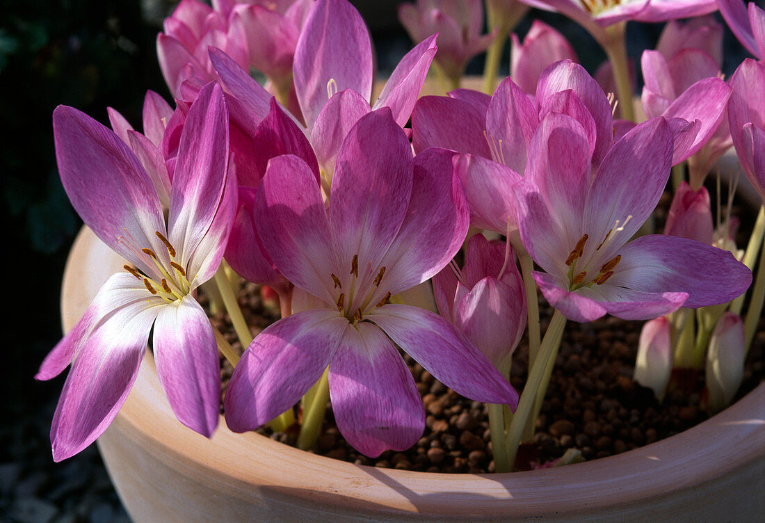 Colchicum 'Giant' (meadow saffron)