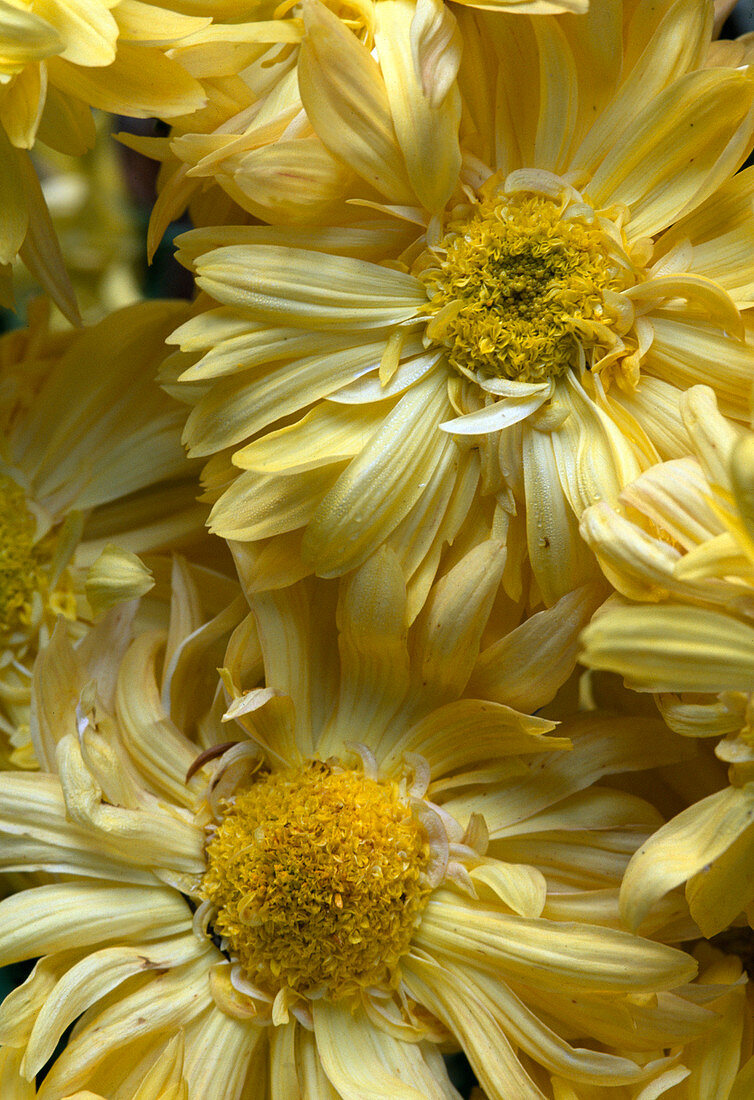 Dendranthema indicum 'Edelgard', autumn chrysanthemum