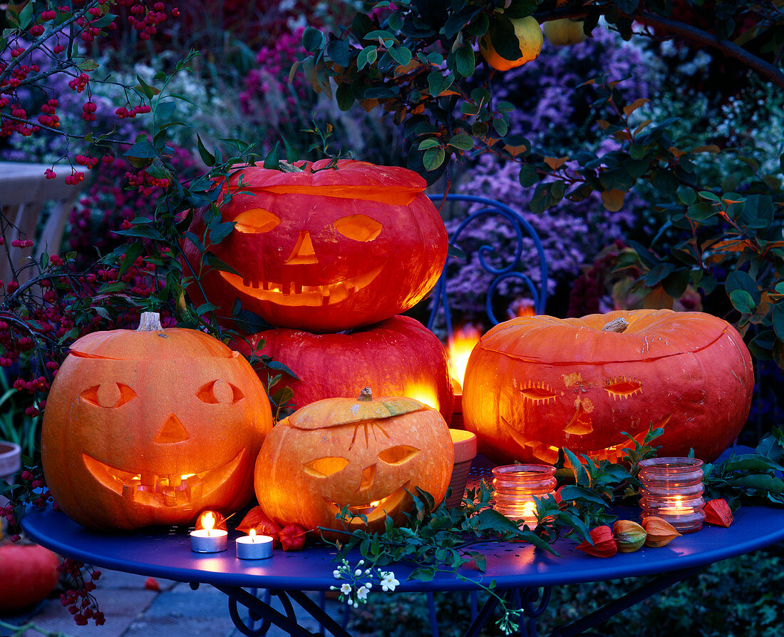 Halloween: geschnitzte und ausgehoehlte Kürbisse (Cucurbita)