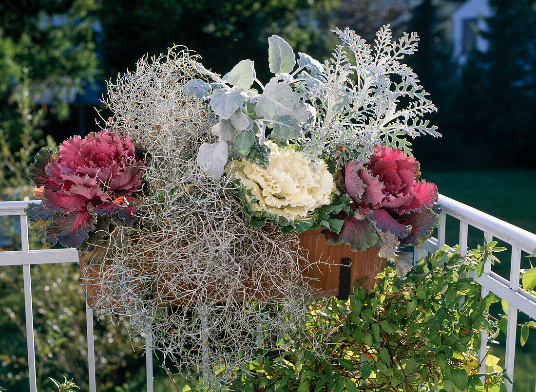 Calocephalus brownii (Ornamental cabbage), Senecio cineraria (Greiscone)