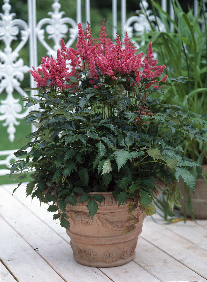 Astilbe x arendsii (Magnificent lily) in terracotta pot