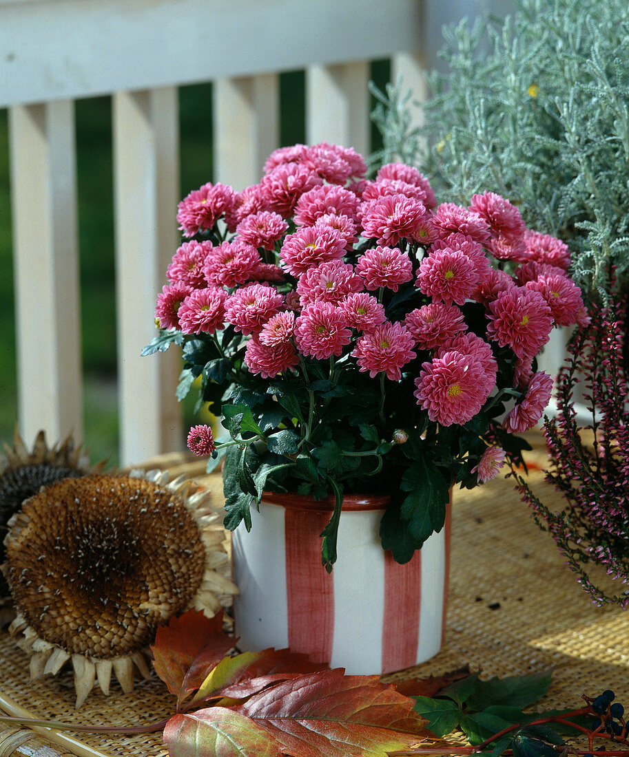 Chrysanthemum-Indicum-Hybride 'Holly'