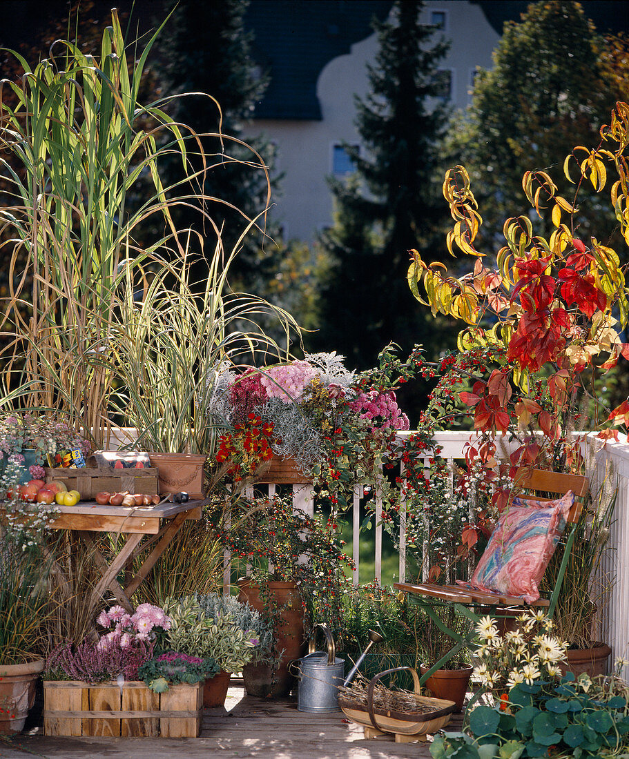 Miscanthus, Chrysanthemum, Cotoneaster, Parthenocissus