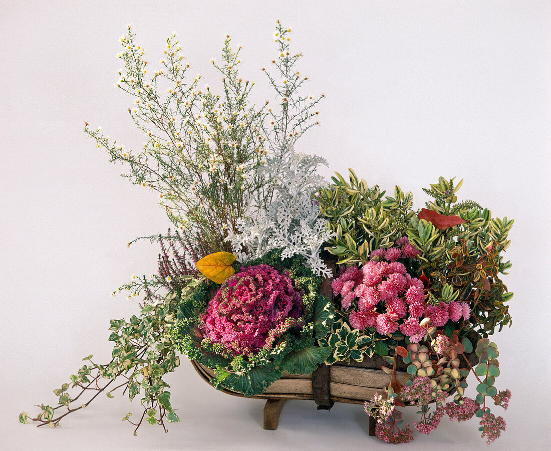 Brassica Oleracea, Hedera Helix, Senecio, Hebe X Anders