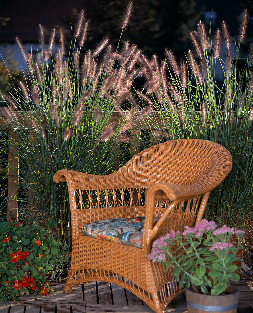 Pennisetum compressum (feather bristle grass)