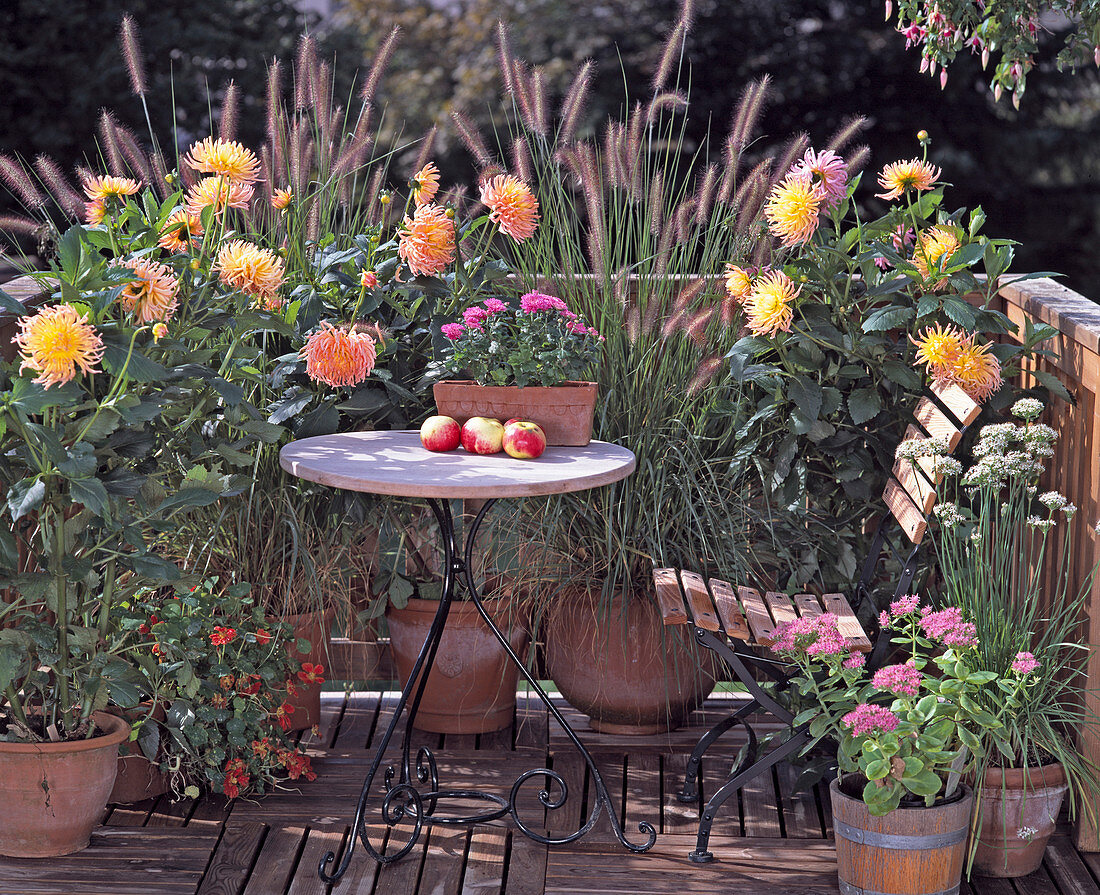 Pennisetum compressum, Dahlia hybrid, Tropaeolum