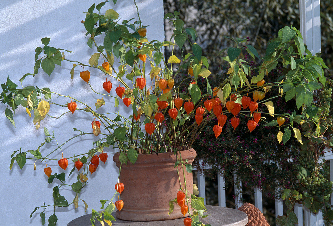 Physalis franchetii (Lampion flower)