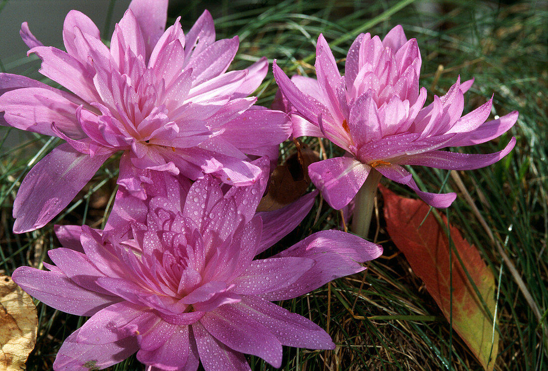 Colchicum autumnale 'Waterlily', Herbstzeitlose