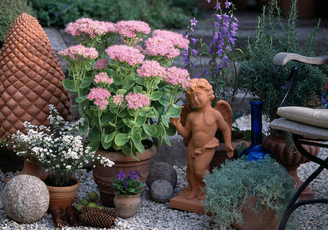 Sedum Spectabile, Aster ericoides, Campanula rapunculoides, Rosmarinus