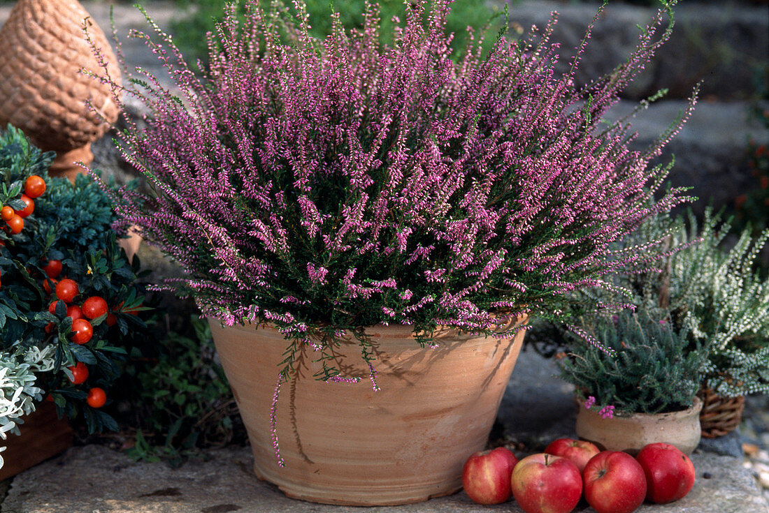 Calluna Vulgaris (summer heather)