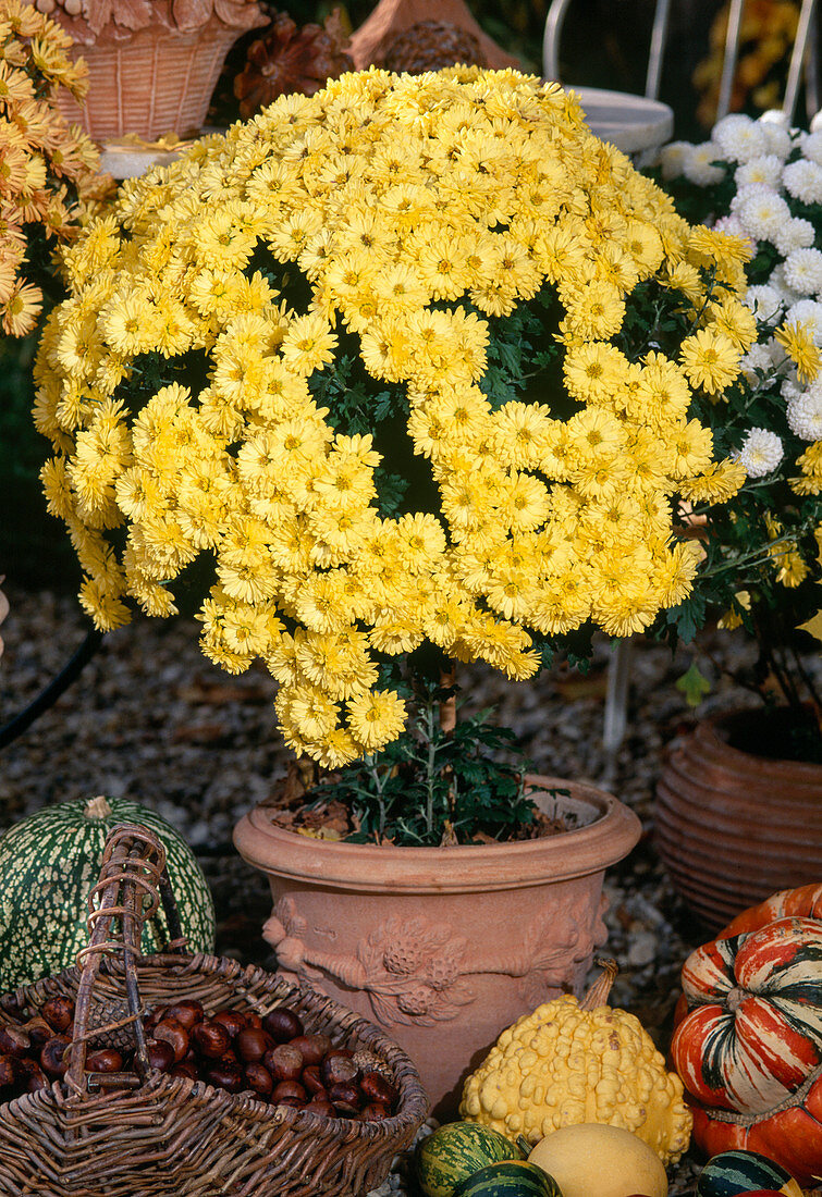 Dendranthema indicum stems