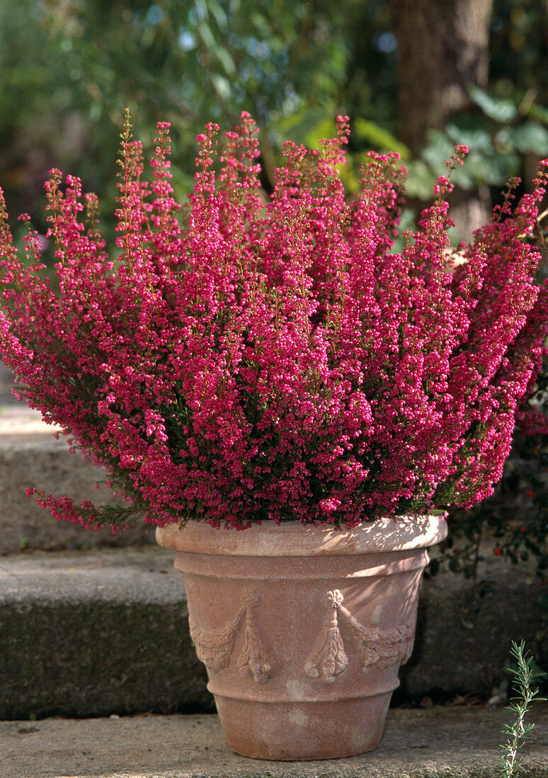 Erica Gracilis In Terracotta Topf