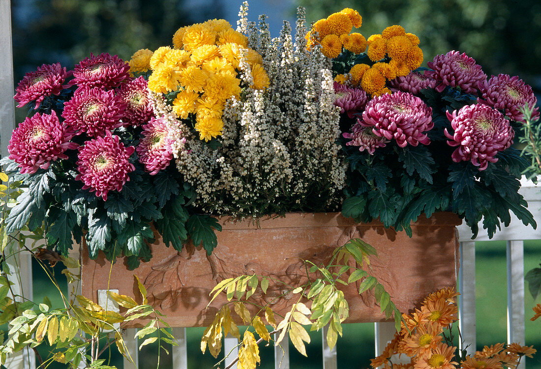 Dendranthema indicum (autumn chrysanthemum), Erica gracilis