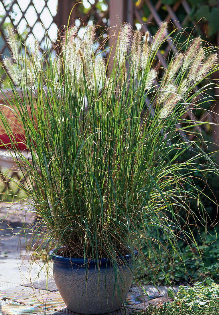 Pennisetum orientale (Frühlingsvogelgras)