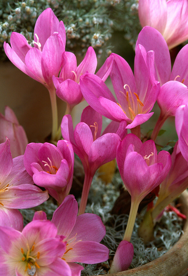 Colchicum cilicium (Herbstzeitlose)