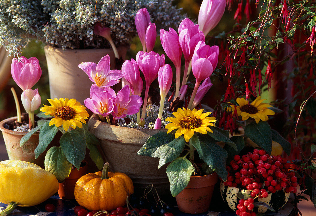 Colchicum (Meadow saffron), Helianthus (Sunflower), Cucurbita