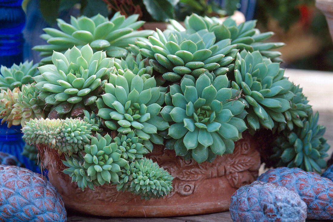 Echeveria hybrids