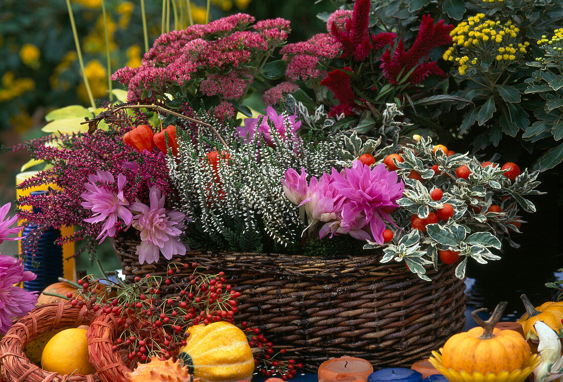 Herbstkorb mit Colchicum 'Waterlily' (Herbstzeitlose), Calluna (Besenheide), Sedum