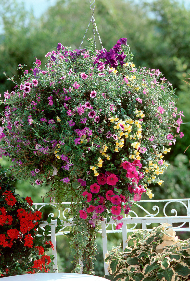 Verbena, Petunia, Antirrhinum (Hanging)