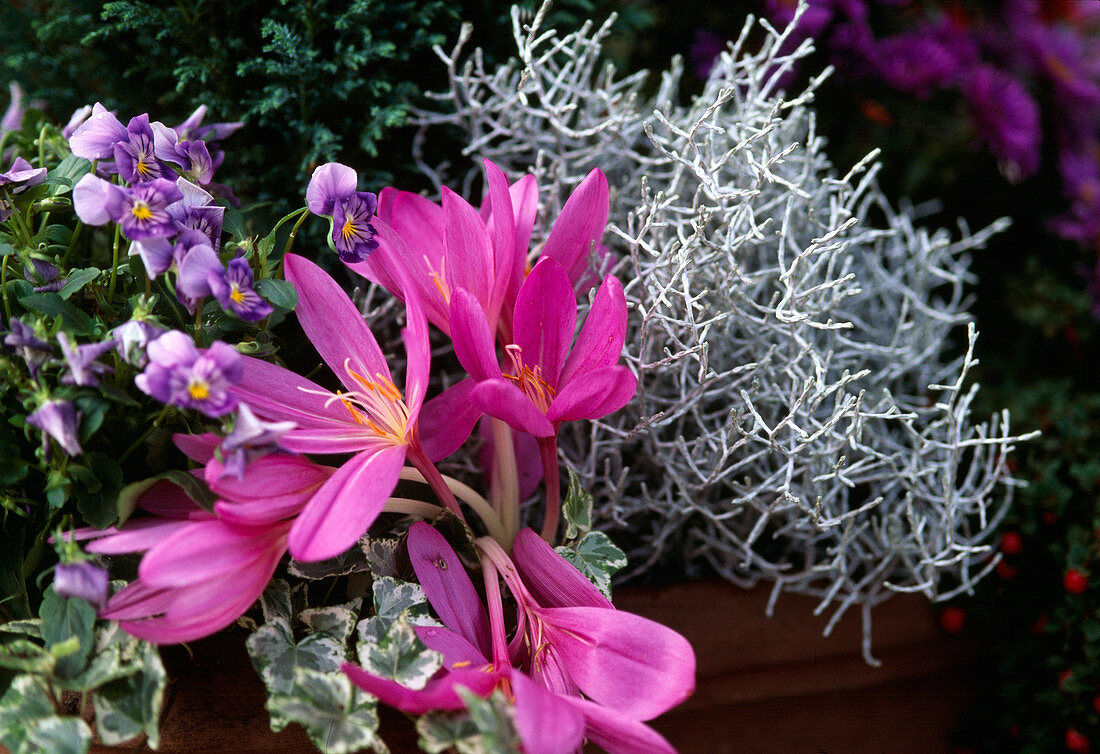 Colchicum (meadow saffron), Calocephalus brownii