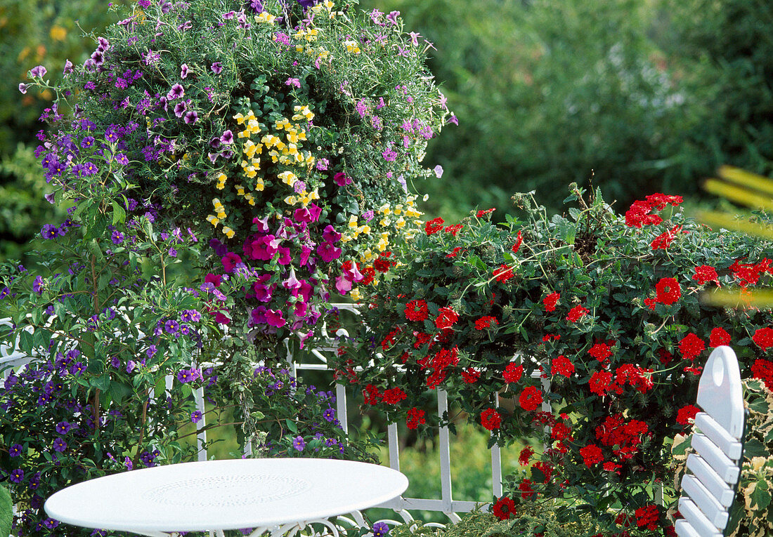 hanging basket: Petunia Surfinia, Antirrhinum