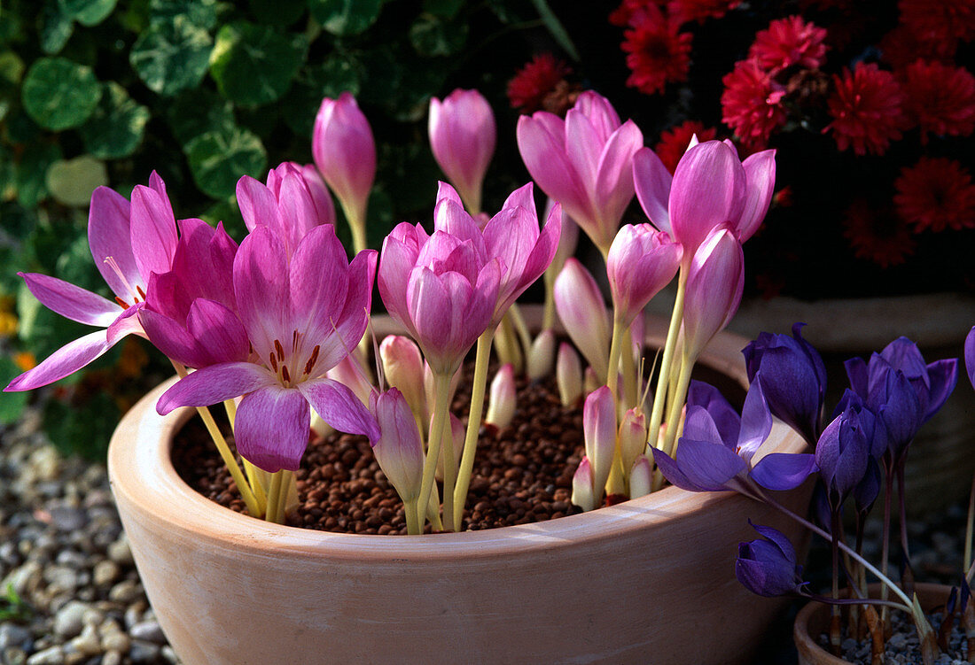 Colchicum 'Giant' (meadow saffron), Crocus speciosa (autumn crocus)