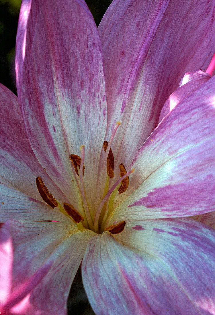 Colchicum silicium (meadow saffron)