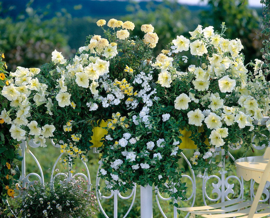 Tagetes erecta 'Vanille', Dianthus Hängend