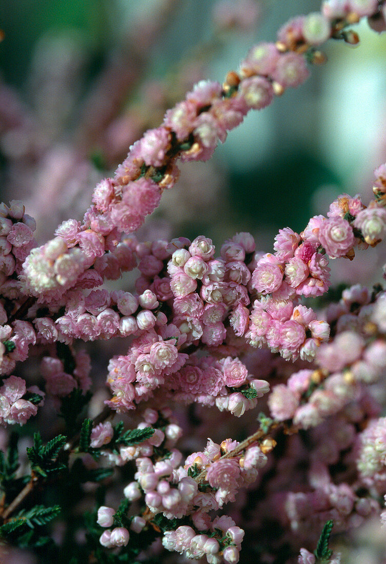 Calluna vulgaris Filled