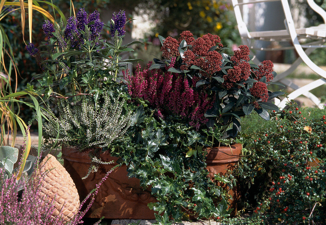 Hebe X andersonii, Skimmia Japonica, Calluna Vulgaris, Hedera Helix