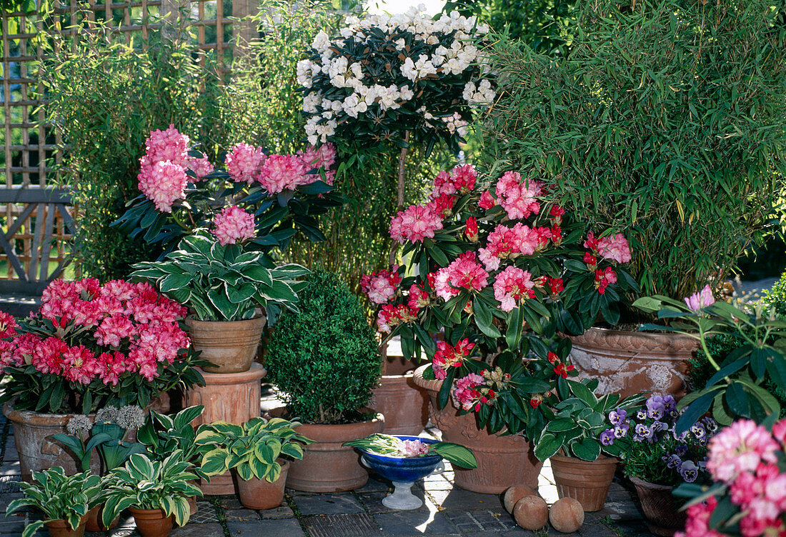 Rhododendron yakushimanum 'Heinje Select'