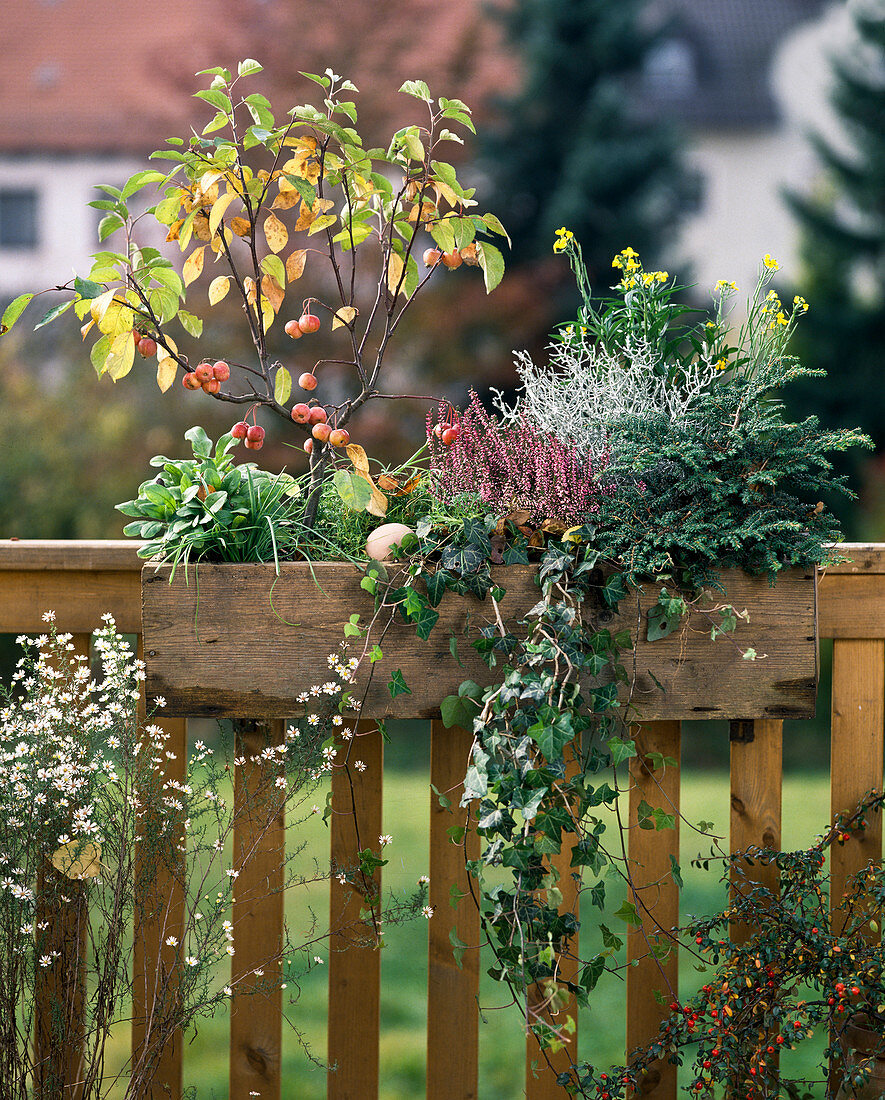 Ornamental apple, Calluna, Tsuga, Hedera