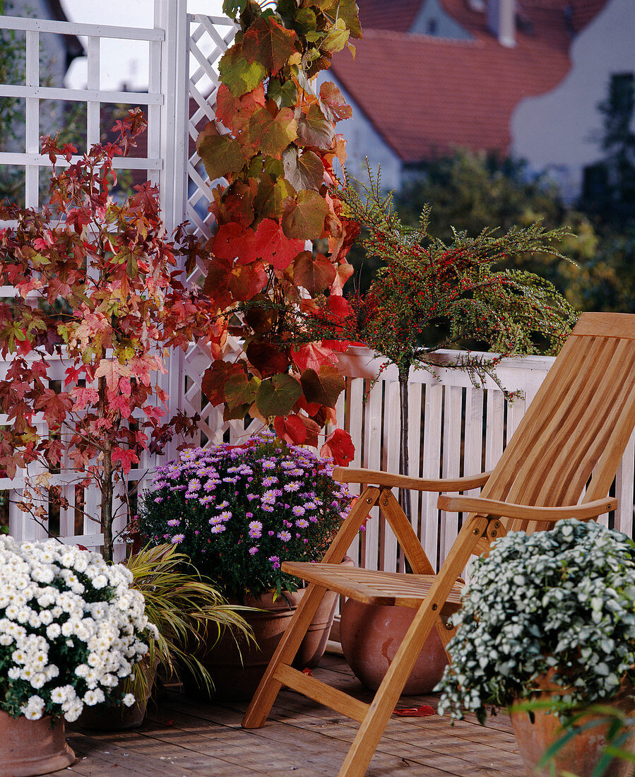 Cotoneaster stem, Vitis vinifera, Aster, Liquidambar (amber tree)