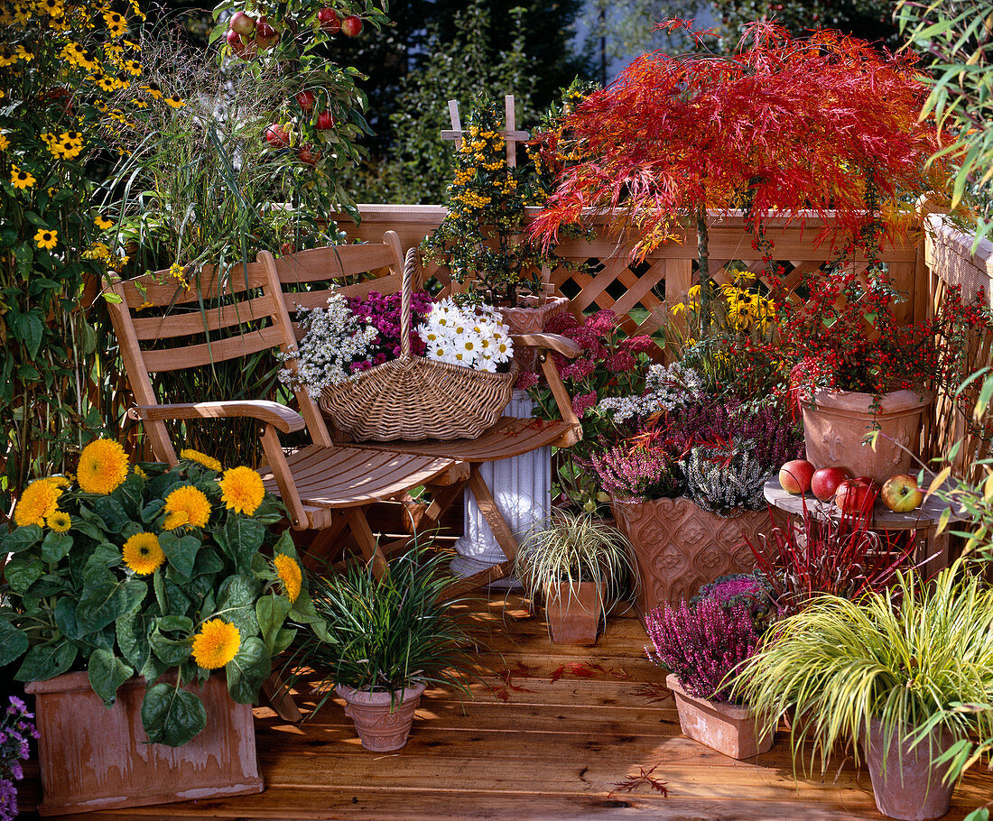 Acer palmatum, Cotoneaster, Calluna, Sedum, Erica, Brassica, Pyracantha, Carex