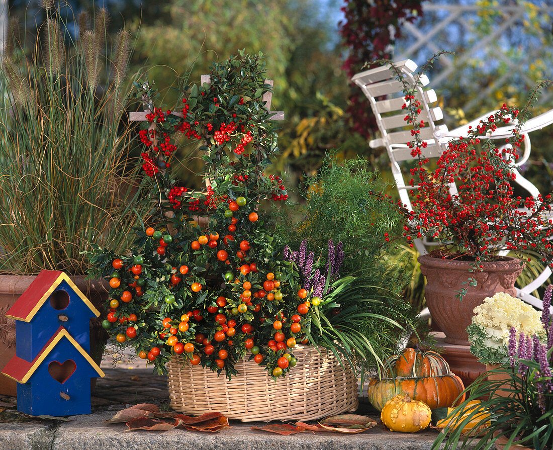 Solanum pseudocapsicum, Pyracantha coccinea, Cotoneaster-Hybr., Asparagus-Hybr