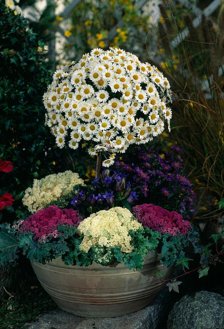 Brassica oleracea (ornamental cabbage), Gentiana Hybride Herbstenzian, Dendranthema Indicum