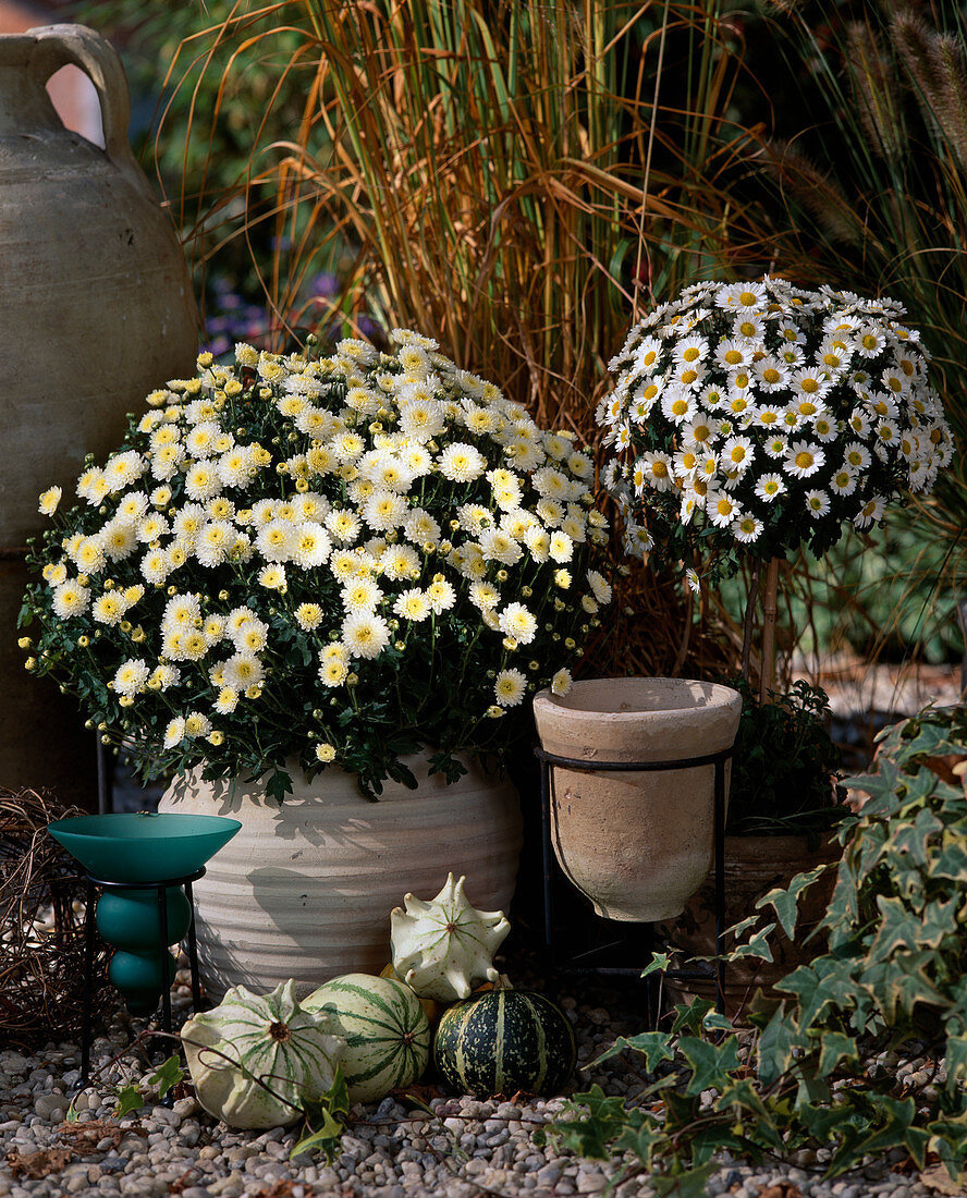 Dendranthema indicum, autumn chrysanthemums