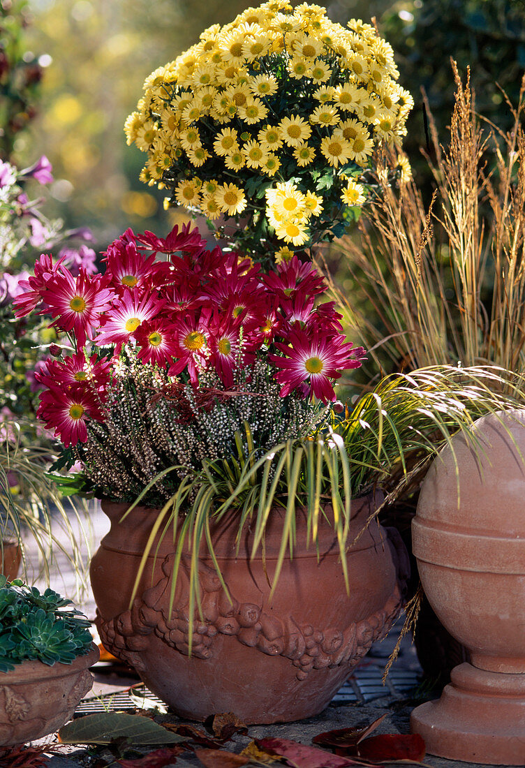 Dendranthema indicum (autumn chrysanthemum), Calluna vulgaris (broom heather), Acorus