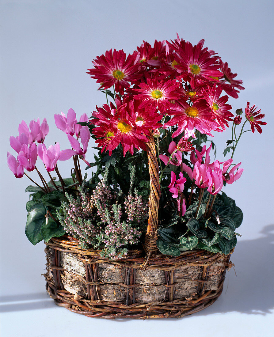 Dendranthema indicum (Autumn chrysanthemum), Calluna Vulgaris (Broom heather)