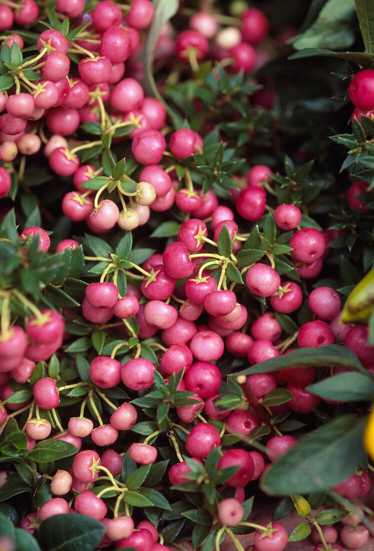 Pernettya mucronata (peat myrtle)