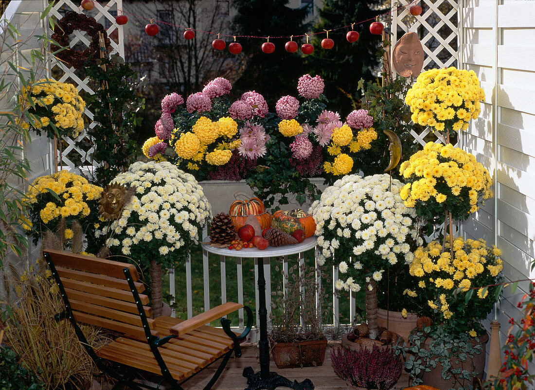 Balcony with Dendranthema (autumn chrysanthemums)