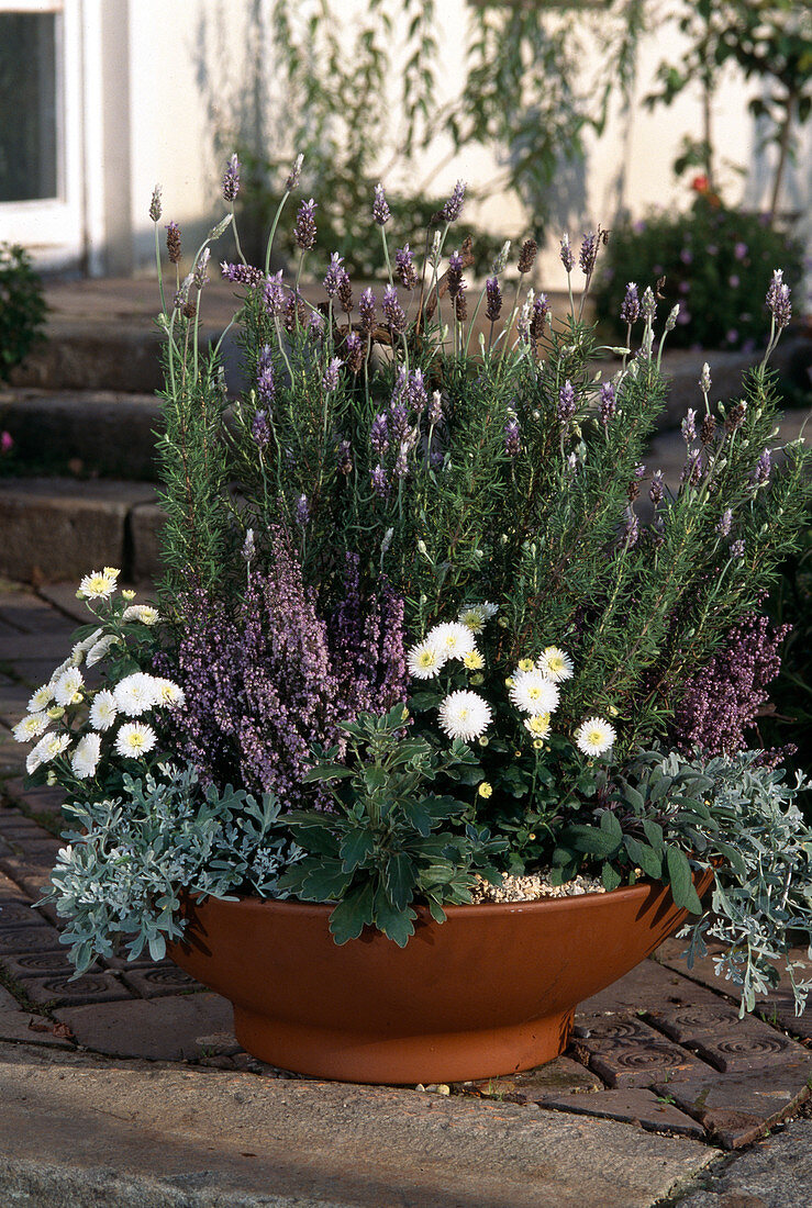 Bowl with Lavandula, Dendranthema, Ajania pacifica, Artemisia splendens