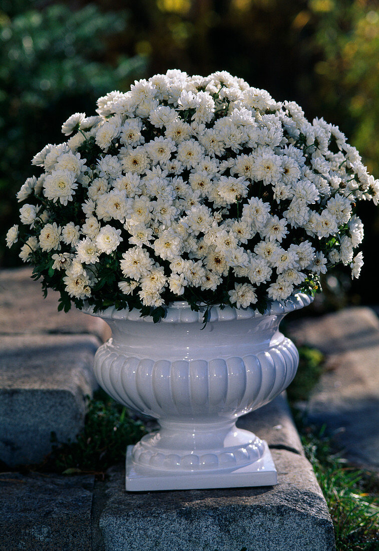 Dendranthema indicum, (Herbstchrysantheme)