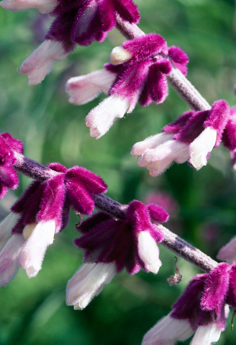 Salvia leucantha